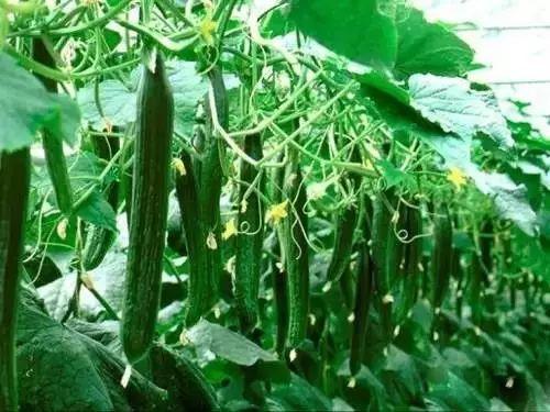 扡瓜埂怎么吃 第3张 扡瓜埂怎么吃 第3张